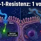 GLP-1-Resistenz durch genetische PAM-Variante erklärt – Diagramm zum Wirkmechanismus