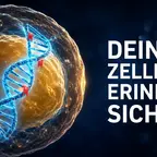 Epigenetisches Gedächtnis der Fettzellen erklärt den Jo-Jo-Effekt nach dem Abnehmen