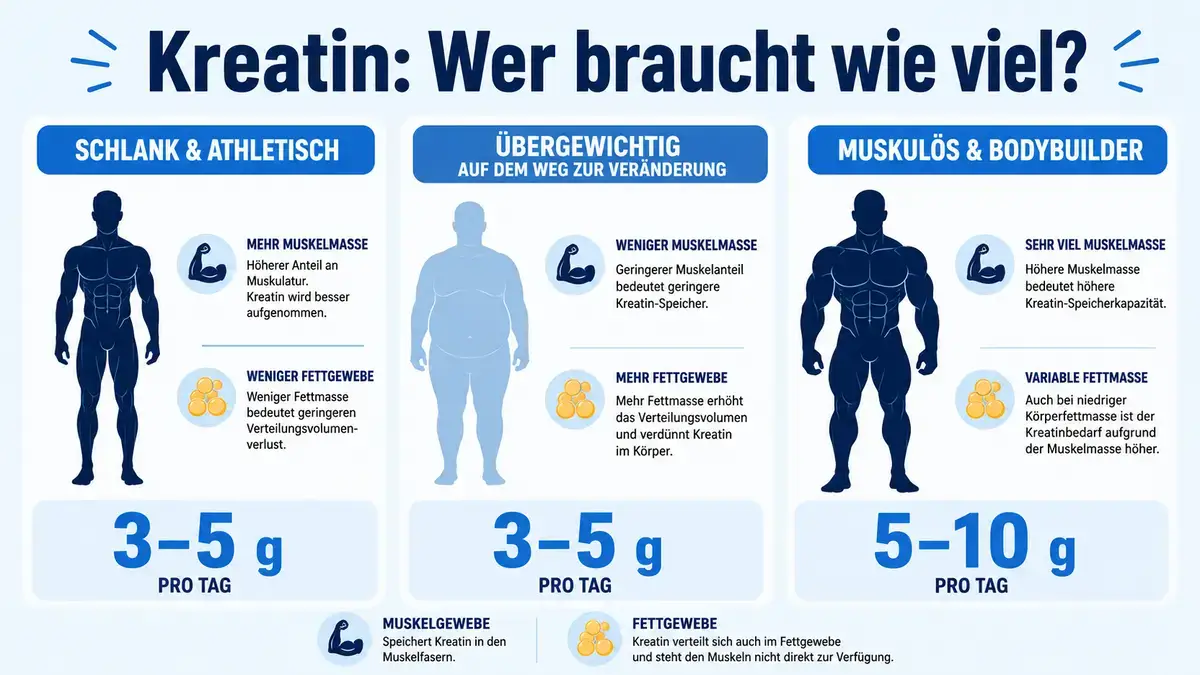 Kreatin-Dosierung nach Muskelmasse berechnen - Vergleich drei Gruppen