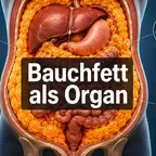 Viszerales Fett im Bauchraum als Risikofaktor für Herzinfarkt und Diabetes