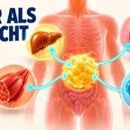 Adipositas und ihre Wirkung auf Leber, Herz, Muskeln und Gehirn als Organübersicht
